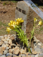 New Zealand Rock Headstone